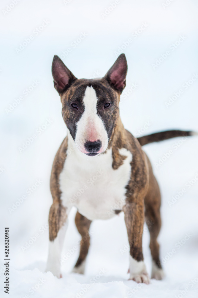 miniature bull terrier dog in winter