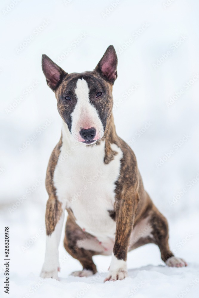 miniature bull terrier dog in winter