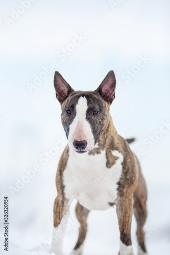 miniature bull terrier dog in winter