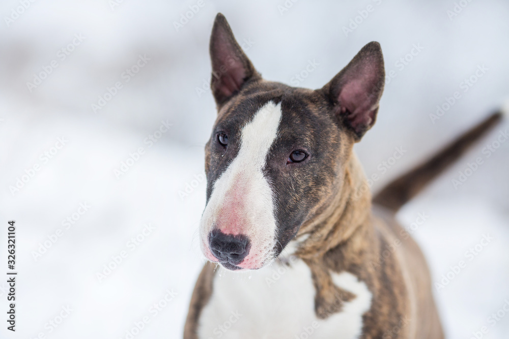 miniature bull terrier dog in winter