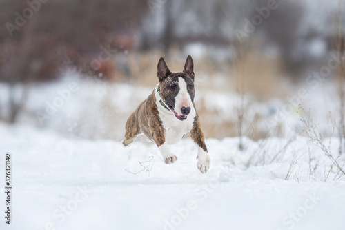 Fototapeta Naklejka Na Ścianę i Meble -  miniature bull terrier dog in winter