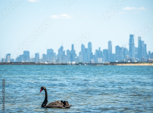 Swans in the ocean at Brighton Beach Melbourne 