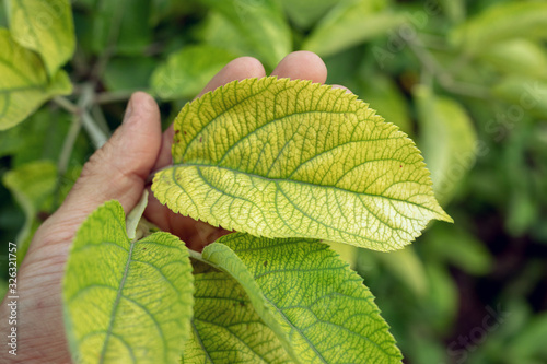 Deficiency of minerals in plant. lack of nitrogen, potassium. Iron deficiency chlorosis. Sick yellow leaf of apple tree