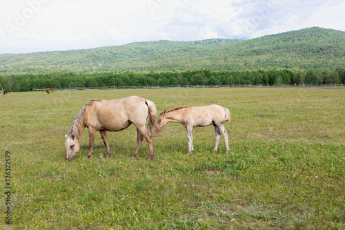 Adult horse, mare and young foal graze on field, mountain pasture against natural background