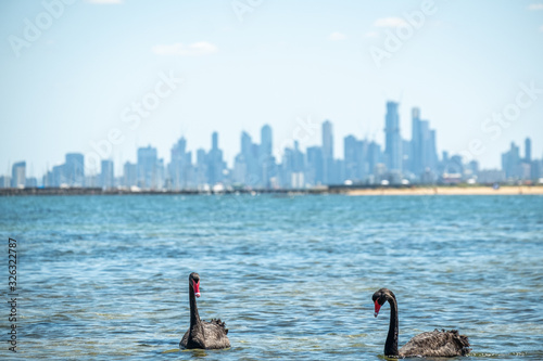 Fototapeta Naklejka Na Ścianę i Meble -  Swans in the ocean at Brighton Beach Melbourne 