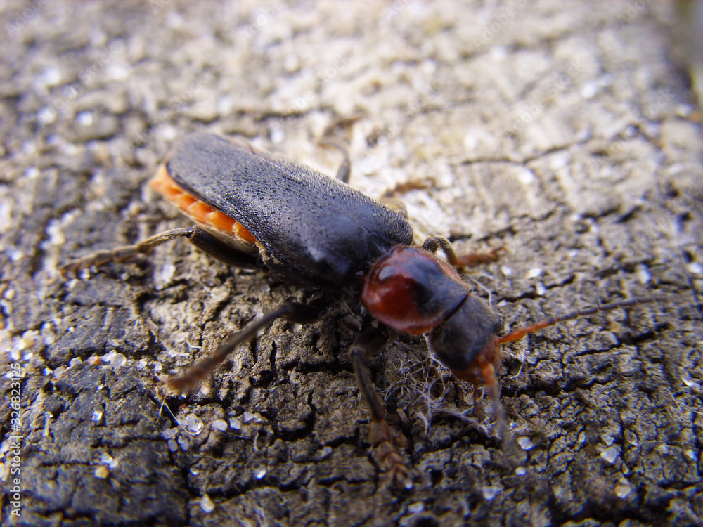 Beetle on the sea Beetle on the sea