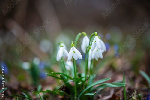 snowdrops in the forest © babaroga