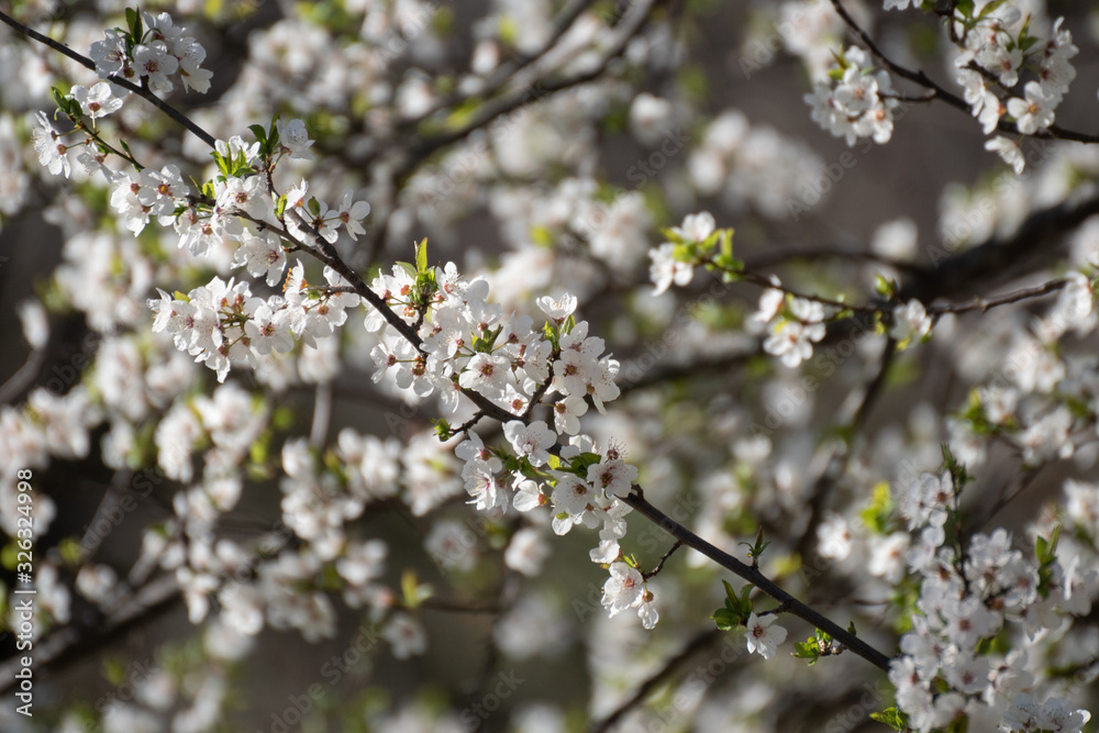 Almendro en flor en Madrid (España) Almendro en flor en Madrid (España)