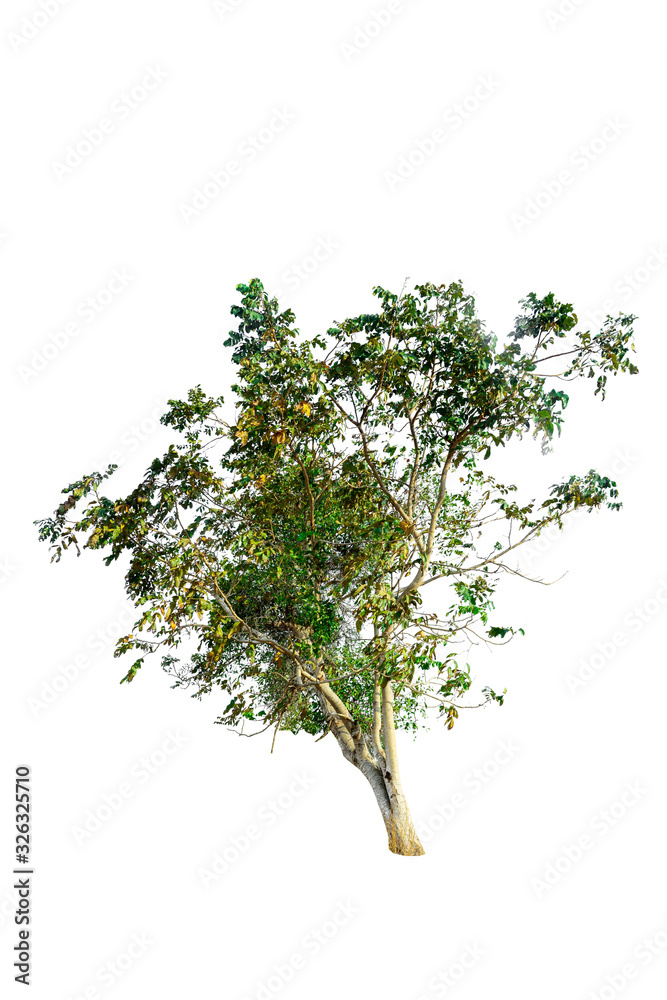 Tree isolated on white background. Tree isolated on white background.