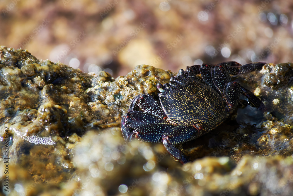 brown crab in shell is sitting on the edge of a stone by the sea. Animals in the wild. Background brown crab in shell is sitting on the edge of a stone by the sea. Animals in the wild. Background