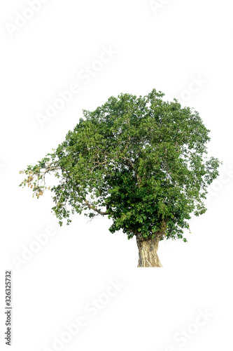 Tree isolated on white background.