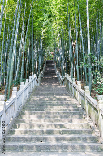 green bamboo forest and step path