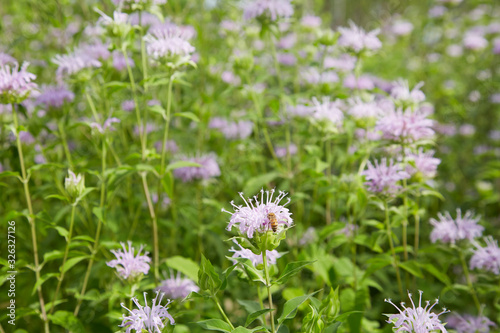 Monarda didyma