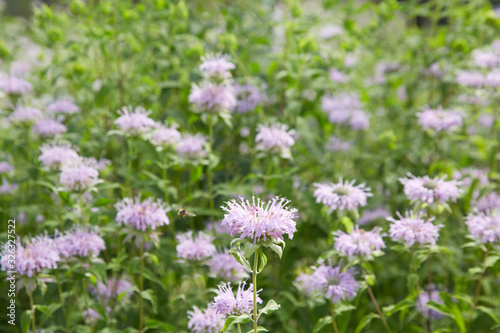 Monarda didyma