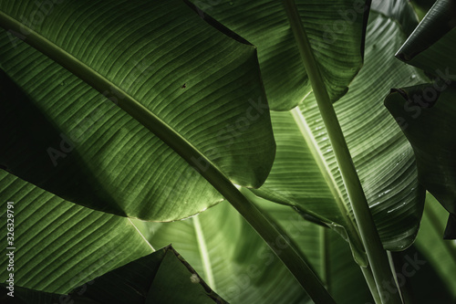 Fototapeta Naklejka Na Ścianę i Meble -  Green banana leaves in nature,color toned.