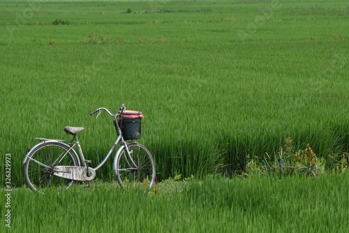 Classic bicycle standing in rice field © Jennifer