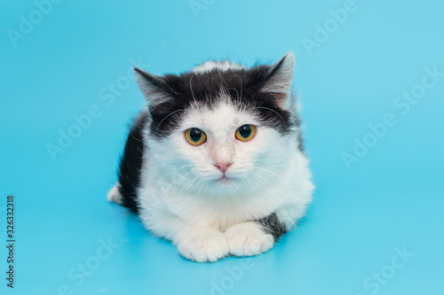 Sad little kitten white and black