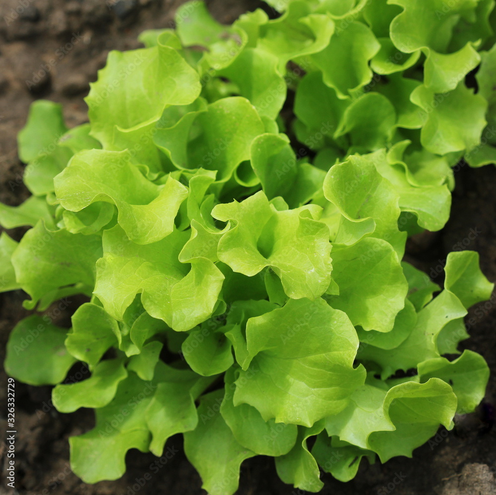 Green lettuce growing in the vegetables gardeng. Healthy vegetarian food