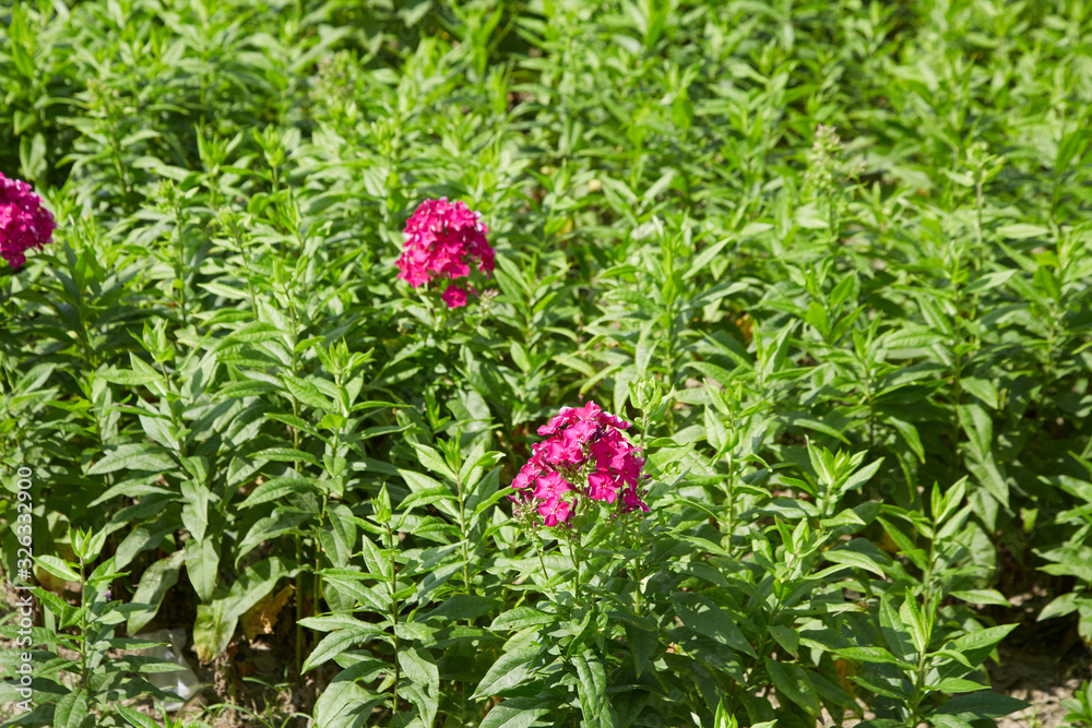 Phlox paniculata Phlox paniculata