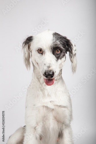 Black and white mongrel dog looking towards camera with funny face and half tongue out on white background
