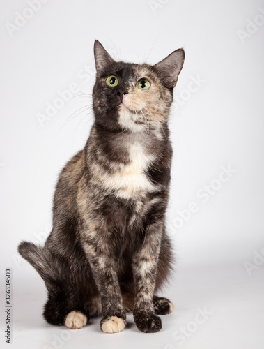 Beautiful tricolor cat is sitting in the studio looking up on white background