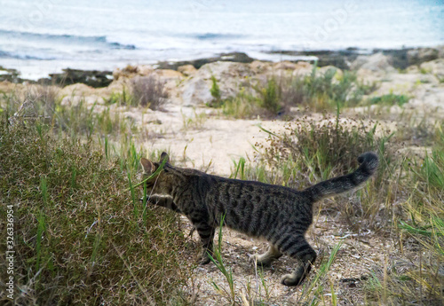 Cute street cat walking near the beach in Cyprus. © M-Production