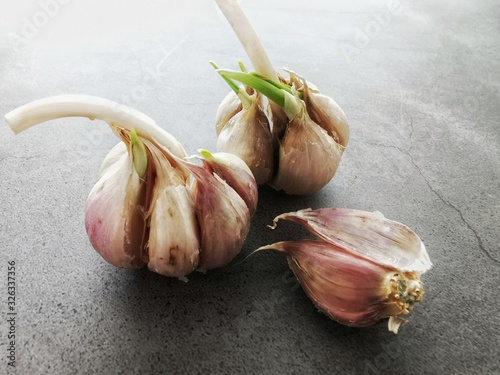 Garlic with young sprouts. Sprouting cloves of garlic. Dark background. Close up. 