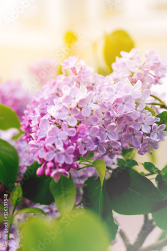 Panoramic view of a purple lilac branch. Lilac flowers and leaves. Clusters of small flowers