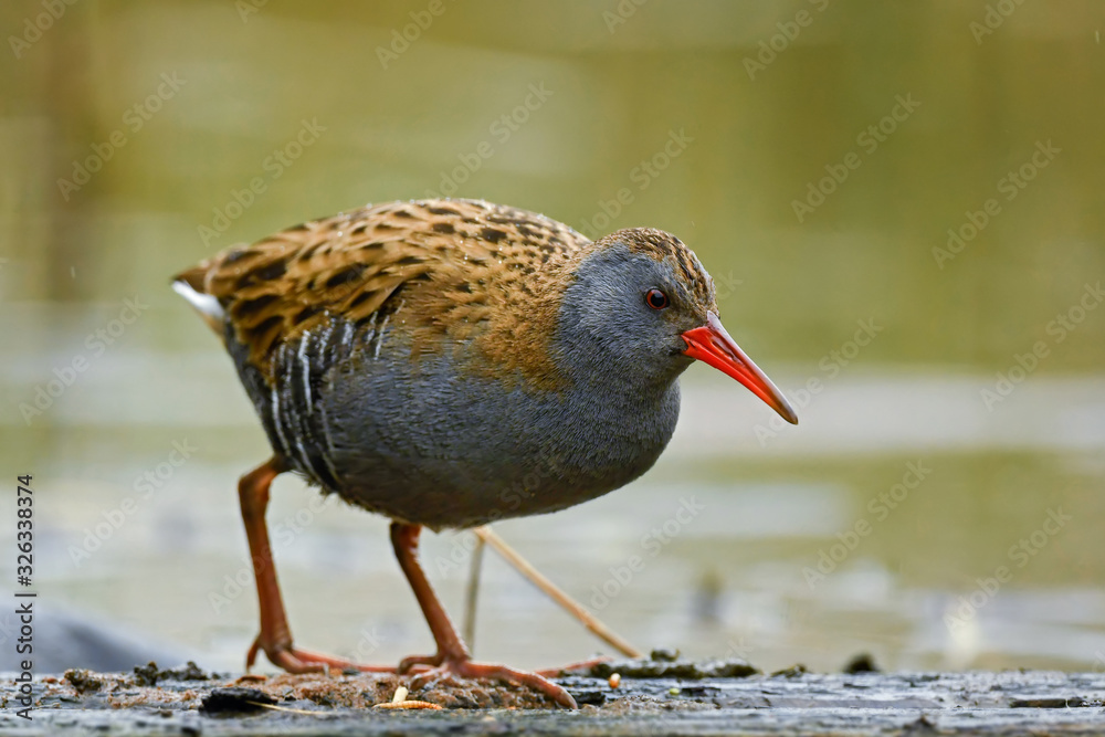 Water Rail - Rallus aquaticus, rare shy bird from European reeds and wetlands, Hortobagy National Park, Hungary. Water Rail - Rallus aquaticus, rare shy bird from European reeds and wetlands, Hortobagy National Park, Hungary.