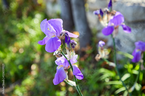 blue iris flowers in the garden photo