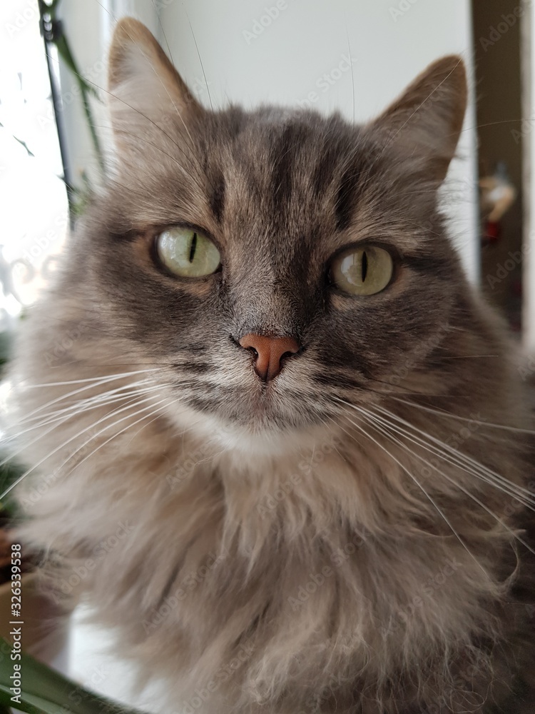 Fototapeta premium Gray cat with green eyes
