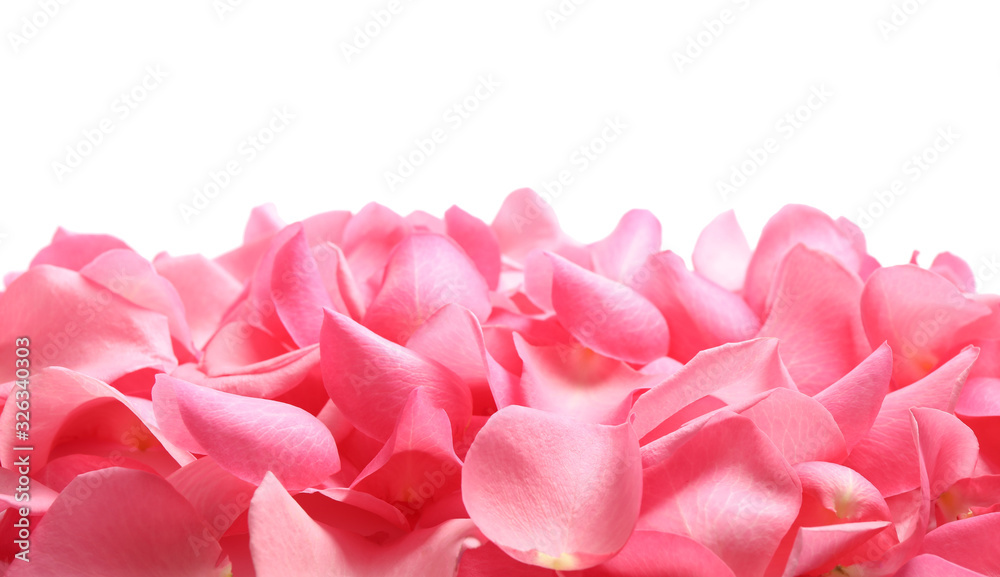 Pile of fresh pink rose petals on white background