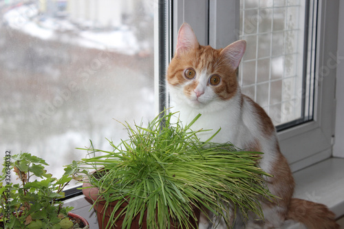 Cat eating green grass on the windowsil