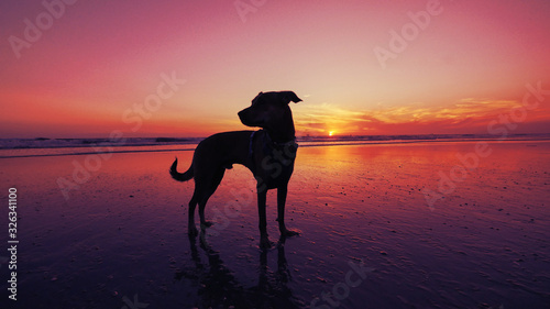 Silhouette of a dog at the beach