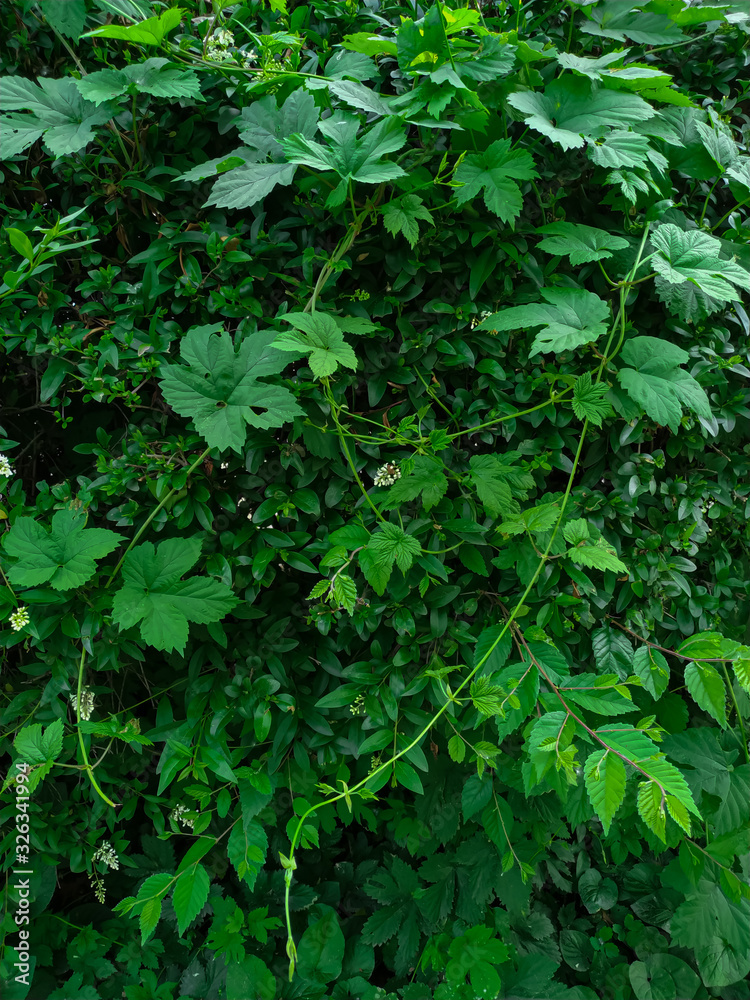 Green leaves entwined in a pattern Green leaves entwined in a pattern