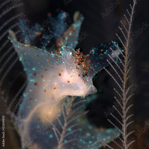 Fototapeta Naklejka Na Ścianę i Meble -  Nudibranch Notobryon wardi. Underwater macro photography from Tulamben, Bali,  Indonesia
