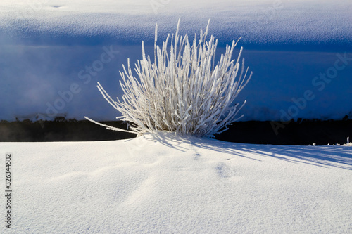 A snowy winter landscape with a leafless bush, which is in the center, covered with hoarfrost and snow, and illuminated by sunlight with the foreground. New year and Christmas holiday concept.