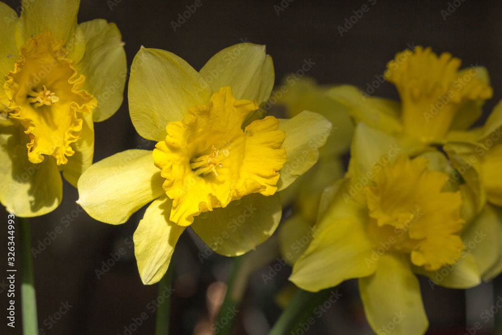 Beautiful bouquet of yellow daffodils with dew drops filtered. Narcissus bouquet toned. Blooming daffodils in light. Easter flowers. Spring nature background. Love gift concept. Fresh spring flowers. Beautiful bouquet of yellow daffodils with dew drops filtered. Narcissus bouquet toned. Blooming daffodils in light. Easter flowers. Spring nature background. Love gift concept. Fresh spring flowers.