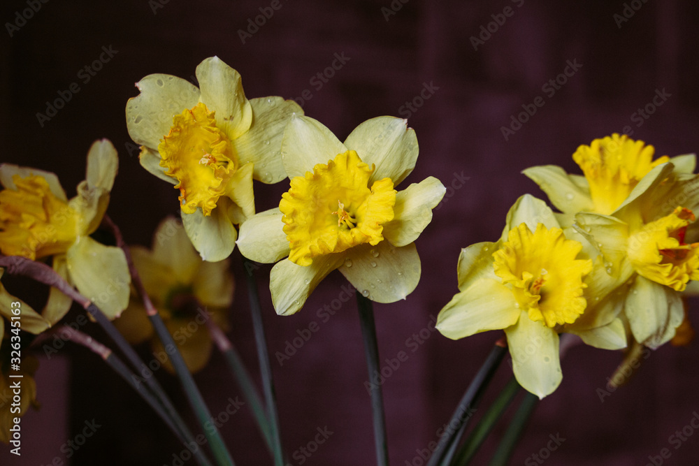 custom made wallpaper toronto digitalBeautiful bouquet of yellow daffodils with dew drops filtered. Narcissus bouquet toned. Blooming daffodils in light. Easter flowers. Spring nature background. Love gift concept. Fresh spring flowers. 