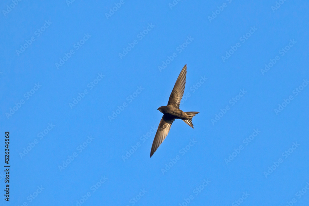 Fototapeta premium Flying swift. Common Swift (Apus apus).