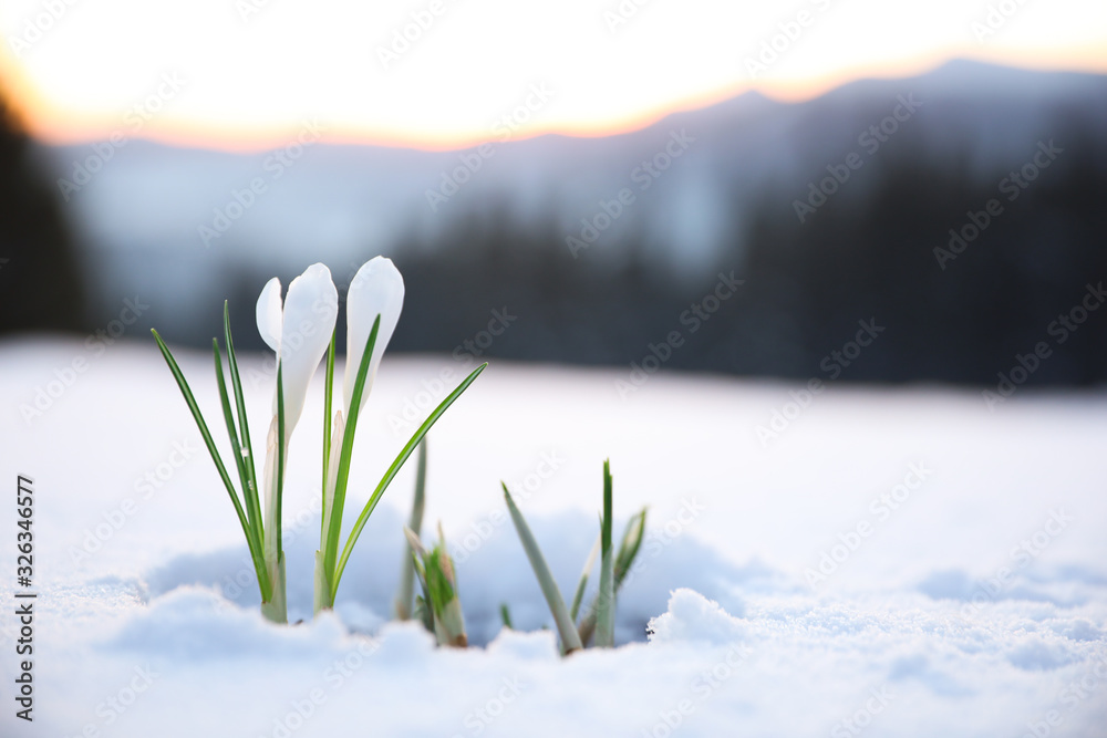 Beautiful crocuses growing through snow, space for text. First spring flowers - obrazy, fototapety, plakaty 