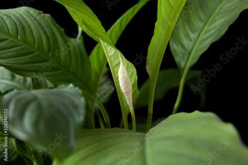  spathiphyllum plant on a black background