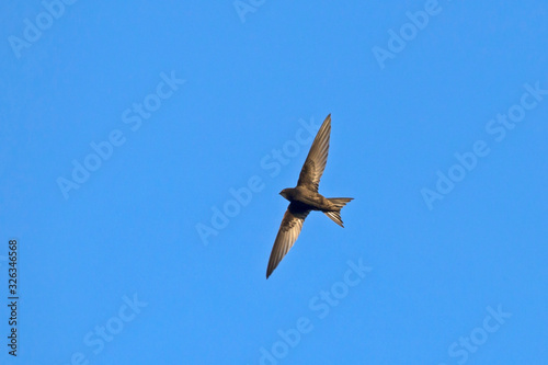 Flying swift. Common Swift  Apus apus .
