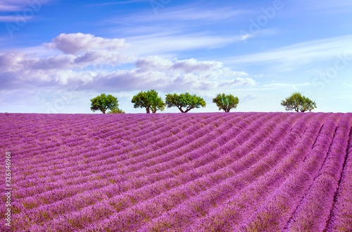 Blooming lavender and trees on the top of the hill. Provence, France