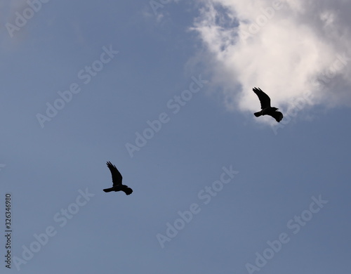 Two crows flying over a Sydney park with blue skies and white clouds as the background