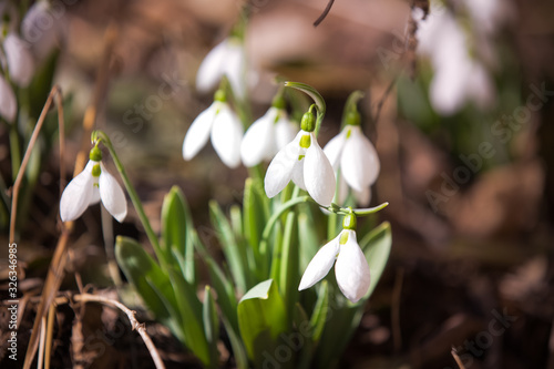 Spring snowdrops in the forrest