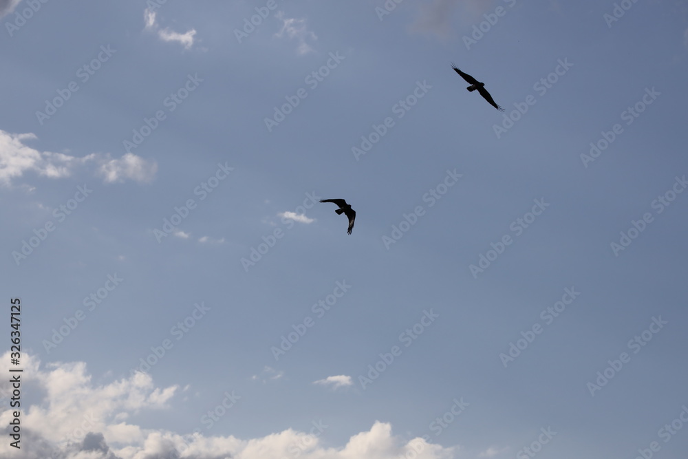 Two crows flying over a Sydney park with blue skies and white clouds as the background