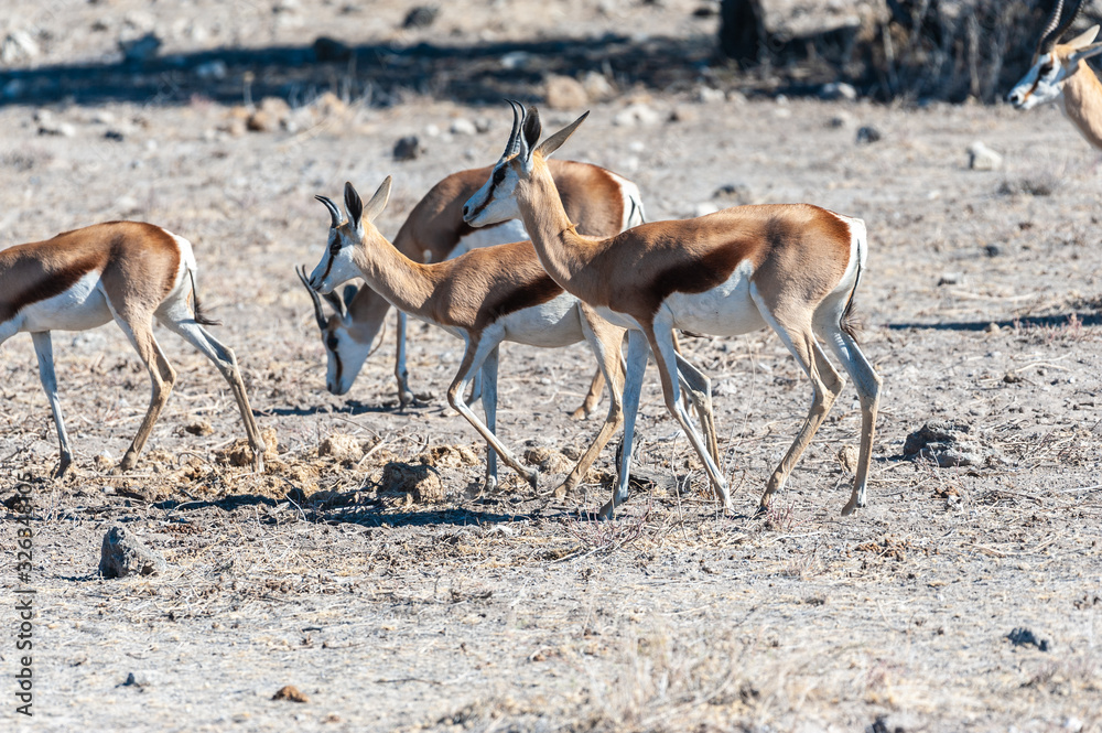Closeup of a herd of Impalas - Aepyceros melampus- grazing on the plains of Etosha National Park, Namibia. Closeup of a herd of Impalas - Aepyceros melampus- grazing on the plains of Etosha National Park, Namibia.