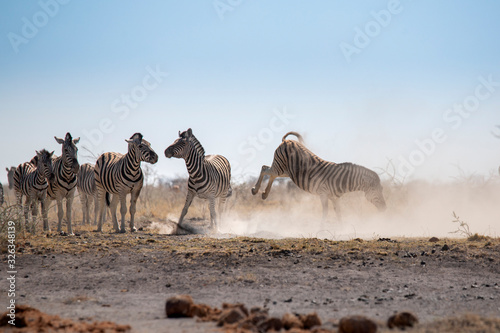 Canvas Print Zebra fight