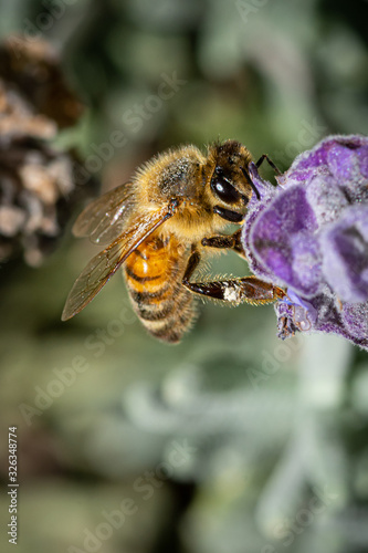 Wild Honey Bee, feeding on Lavender, closeup macro detail.